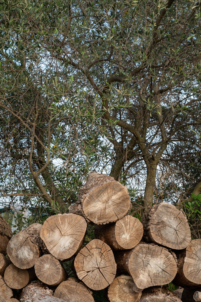 à l'extérieur de l'atelier, empilement de bois devant un buisson
