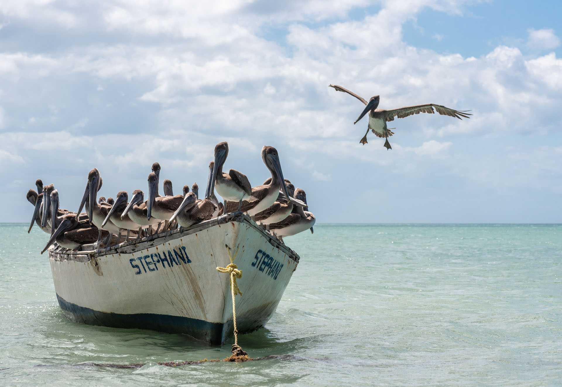 photo de paysage d'un bateau envahi par les pélicans