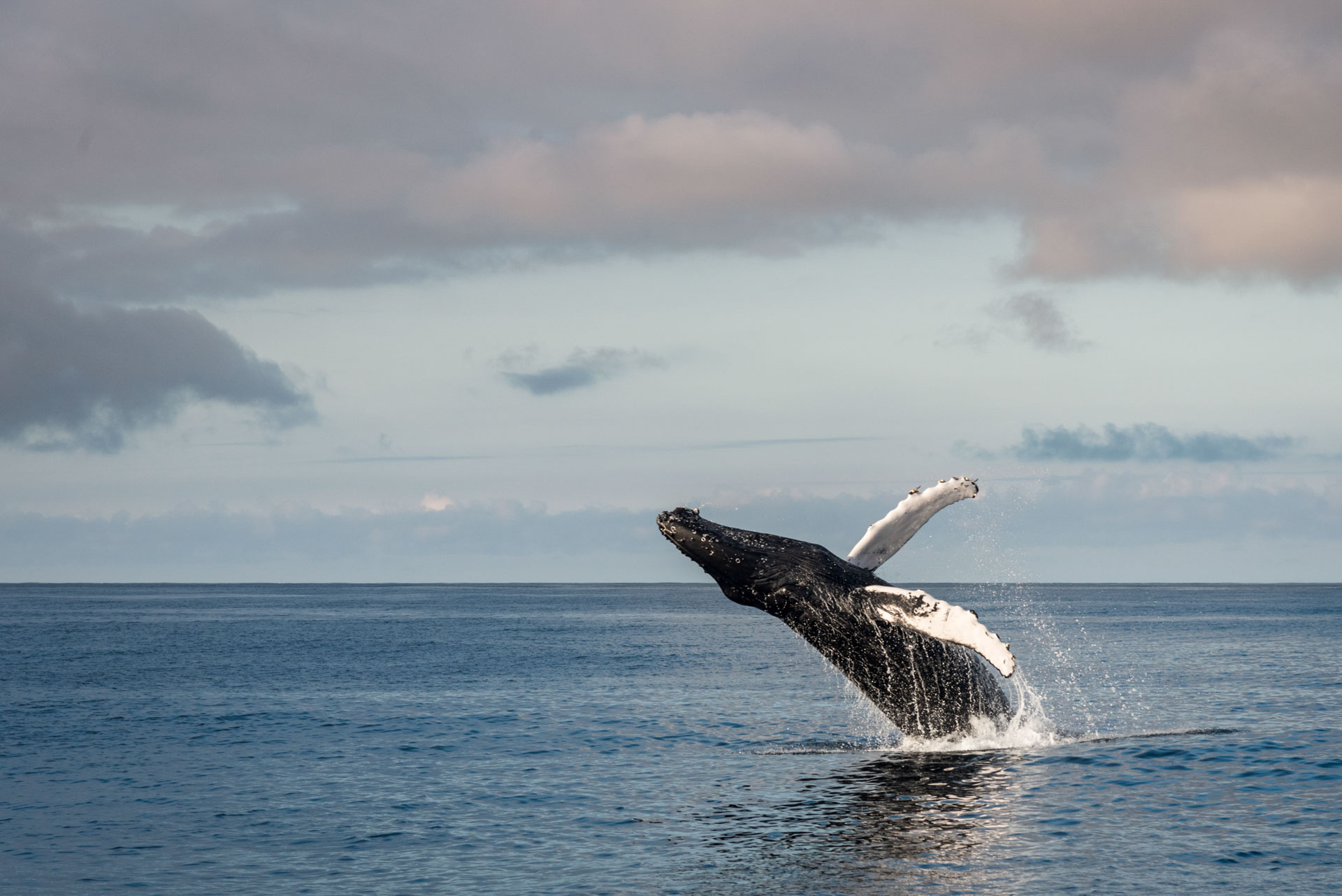 photo de paysage d'une baleine à bosses qui sort de l'eau en plein milieu de l'Atlantique