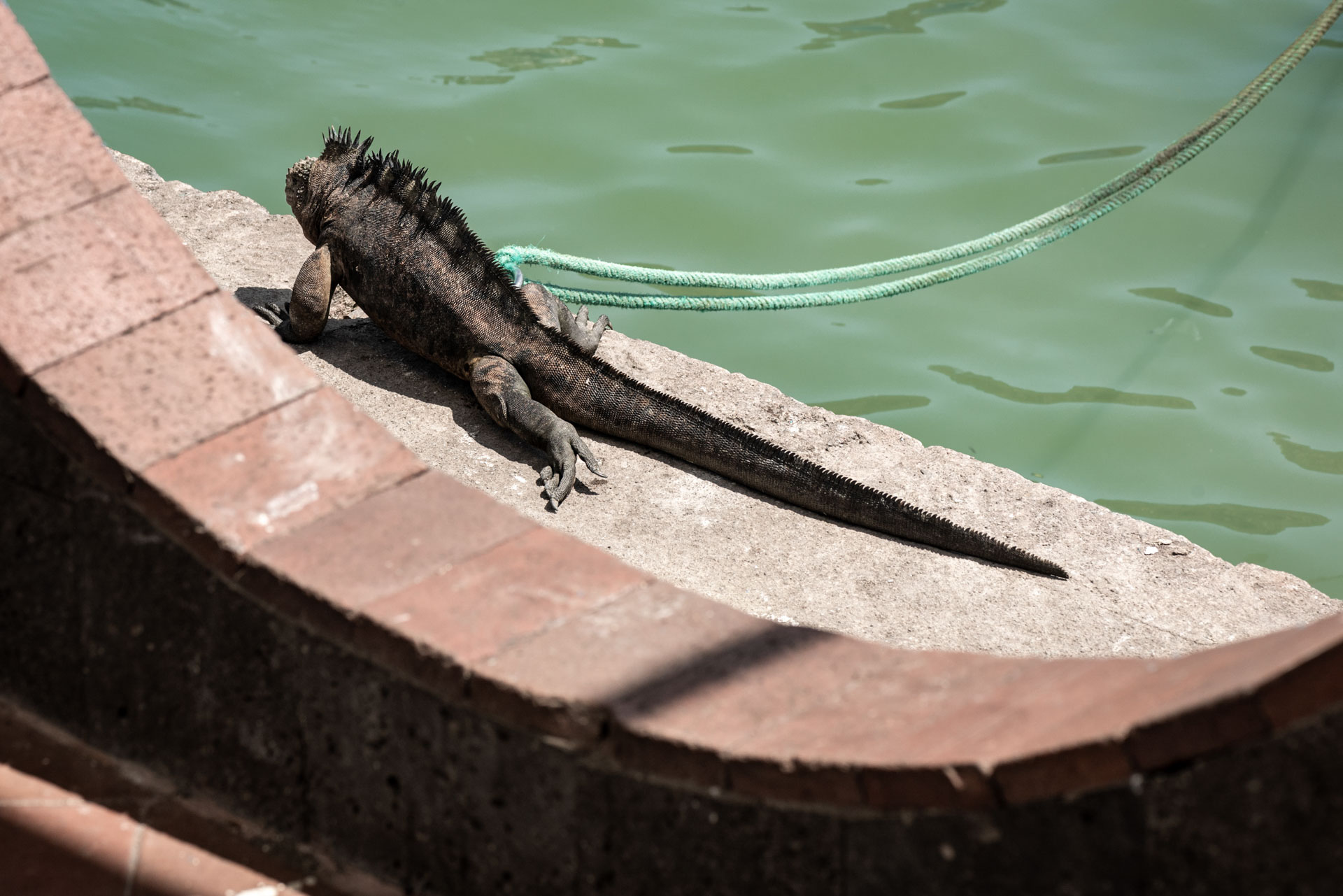 photo de street d'un iguane aux Galapagos