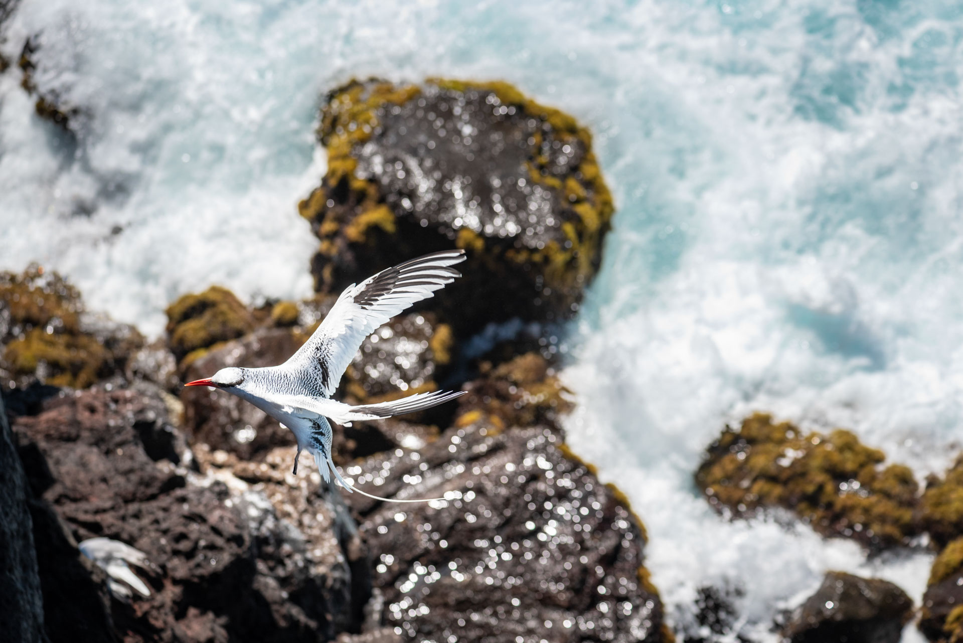 photo de paysage d'un oiseau à flanc de falaise, îles Galapagos