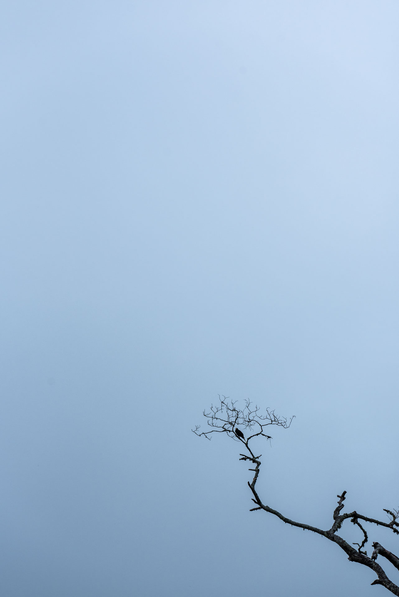 photo d'un oiseau isolé sur une branche