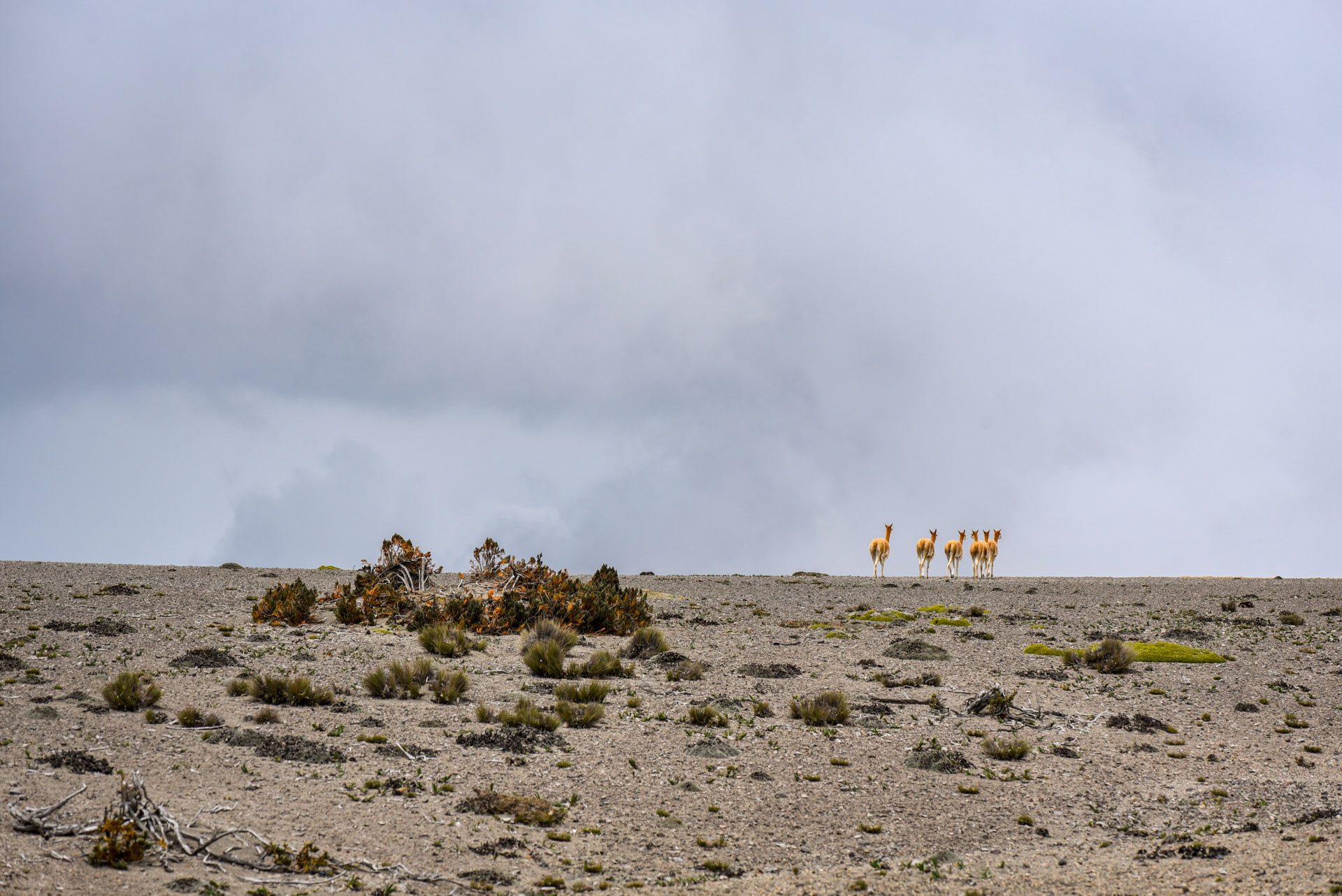 photo de paysage d'un troupeau de Vigognes