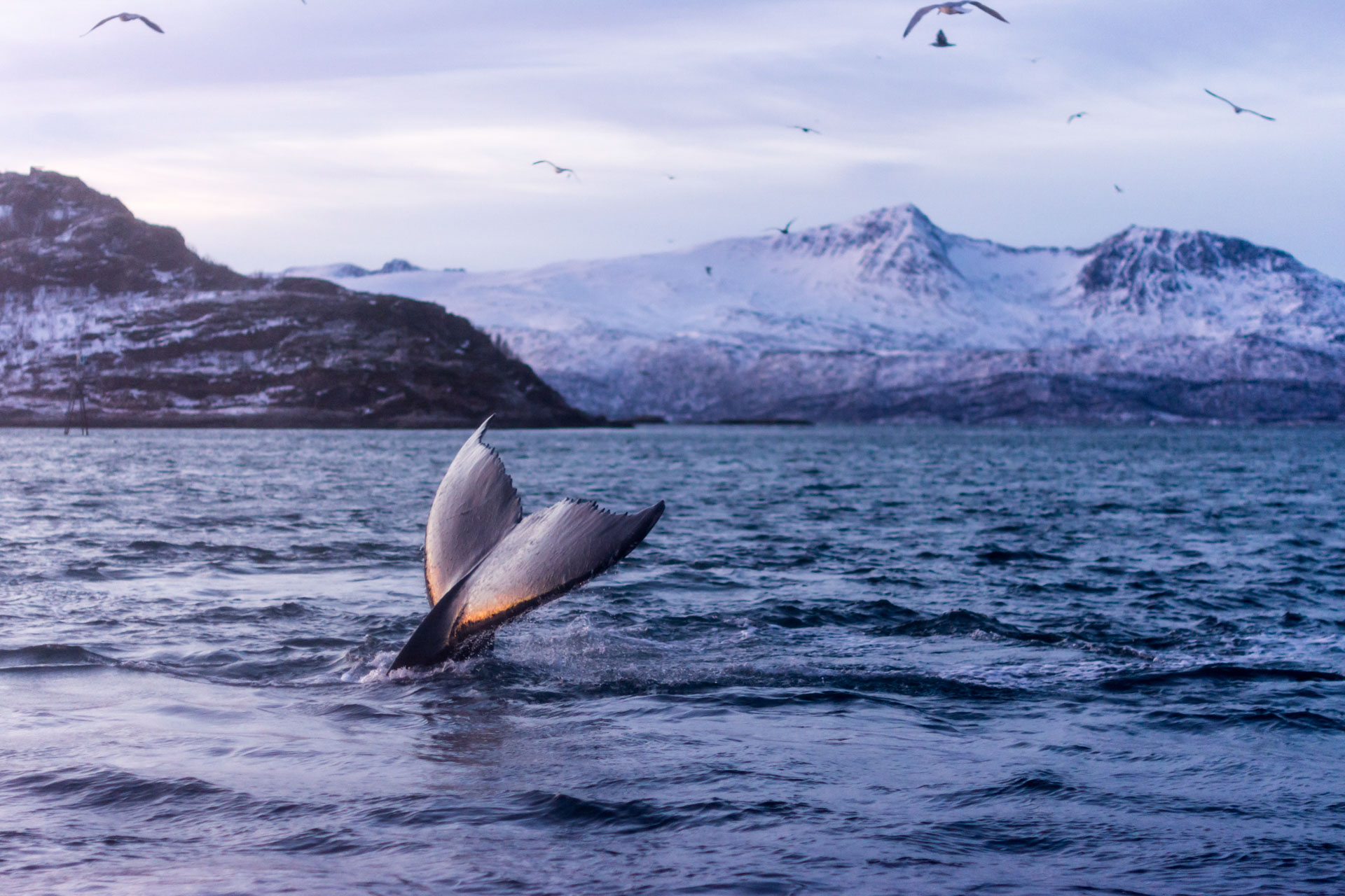 photo de paysage d'un queue de baleine