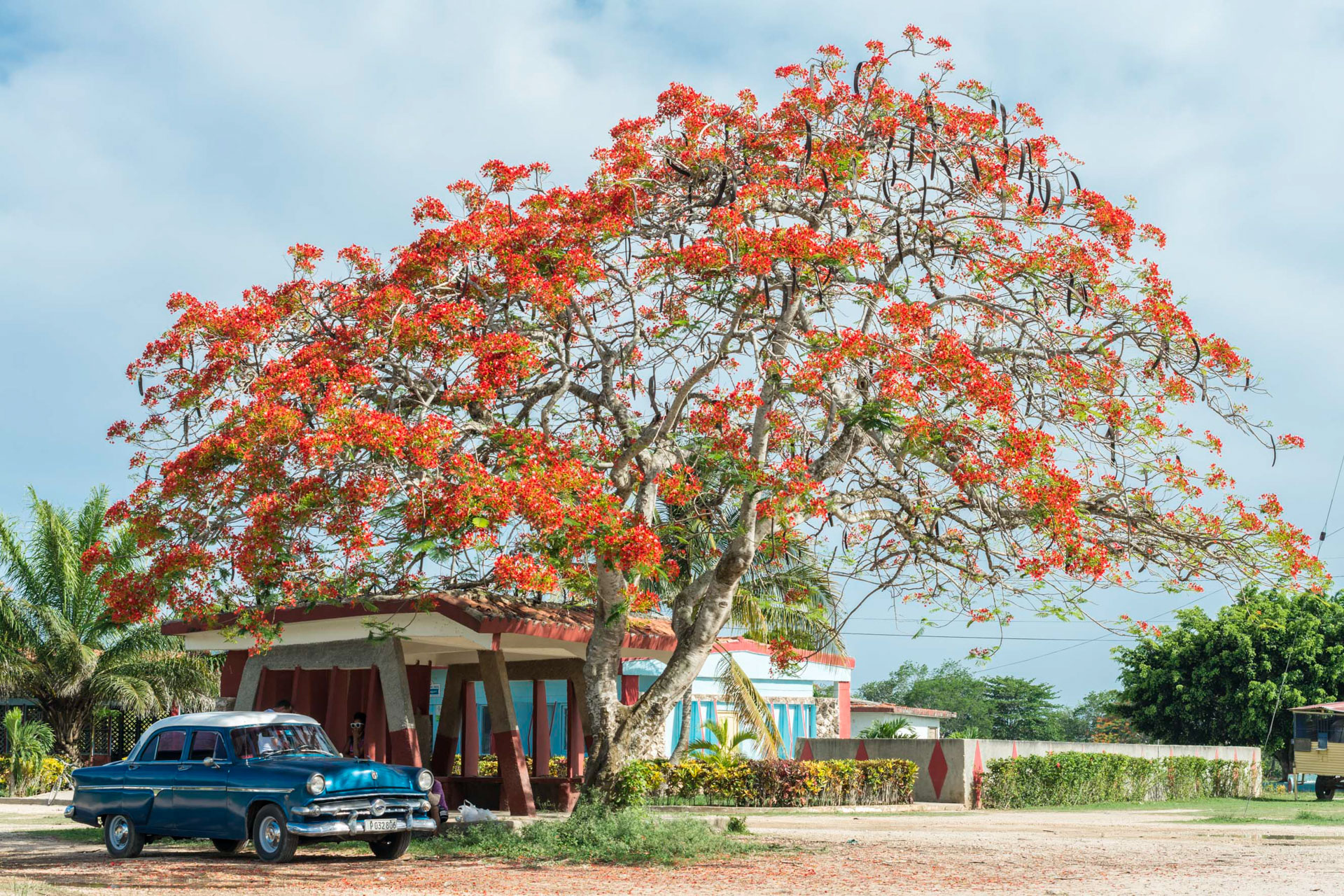 photo de paysage d'une guimbarde cubaine à l'ombre d'un arbre