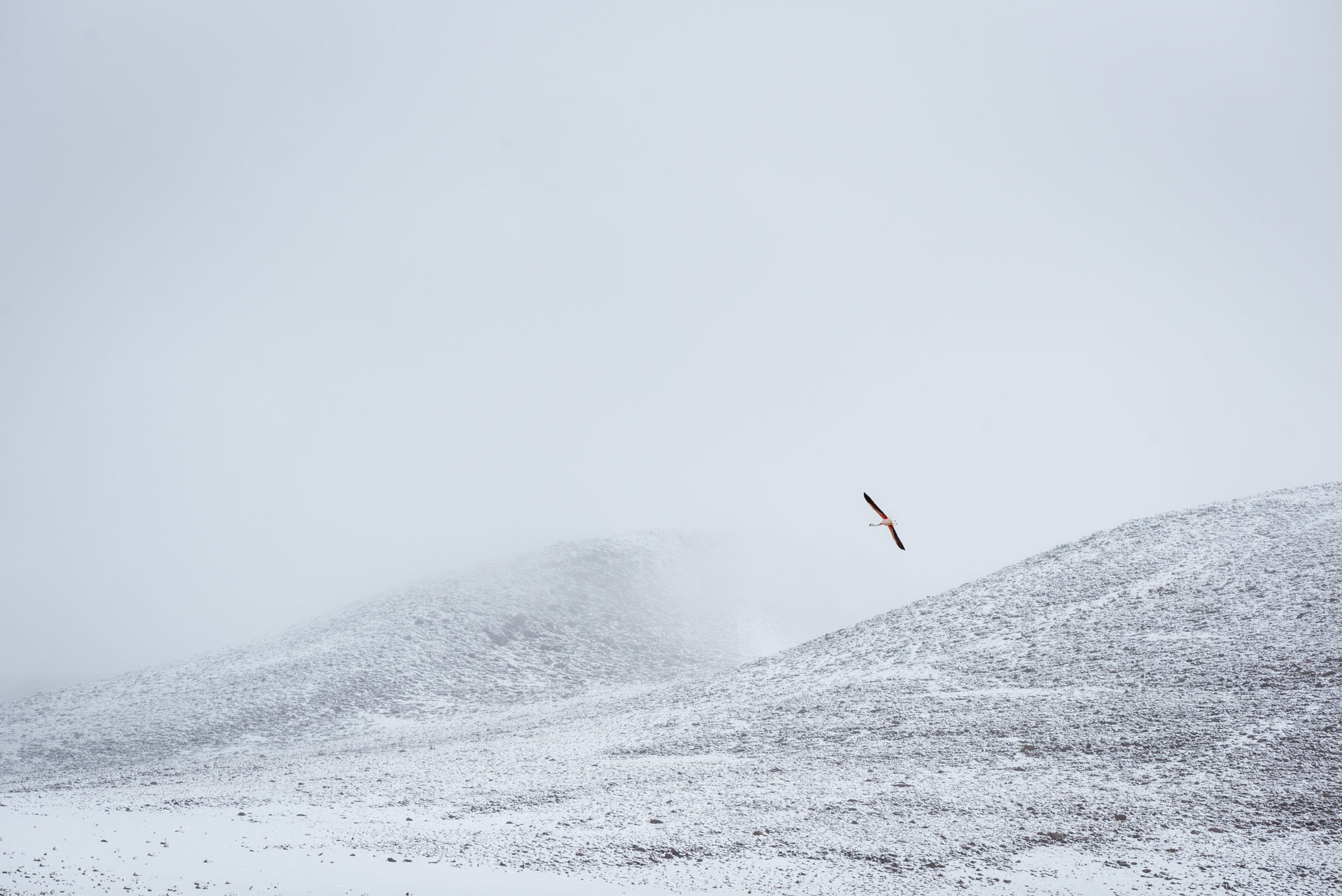 photo de paysage d'un flamant rose isolé dans la neige